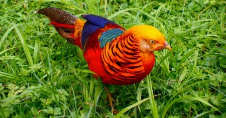 bird2