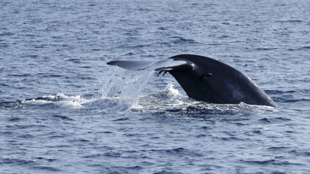 blue-whale.si (1)