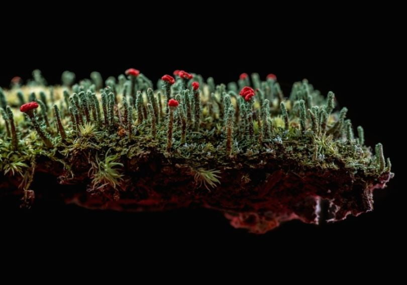 Cladonia forest, USA. Photograph: Matthew Cicanese/Courtesy of Atkins CIWEM Environmental Photographer of the Year