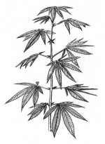 cannabis-sativa