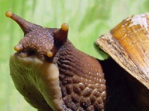 caracol_africano