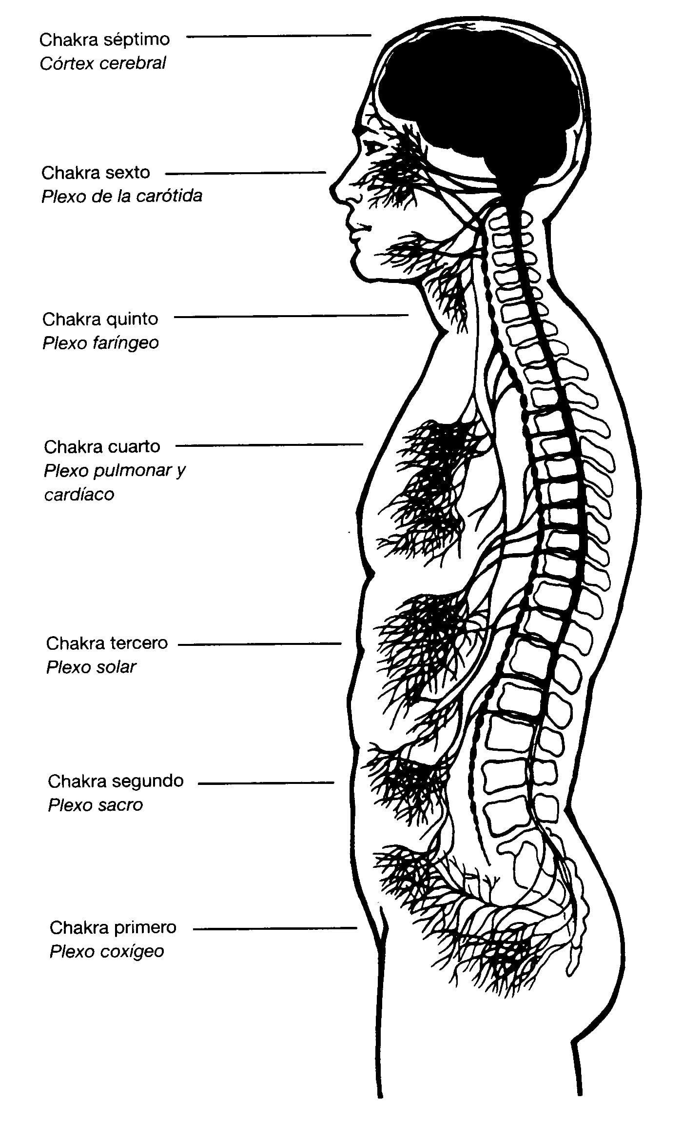 chakras_y_plexos