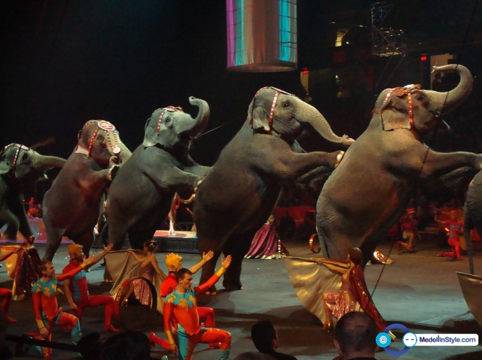 circossinanimales4
