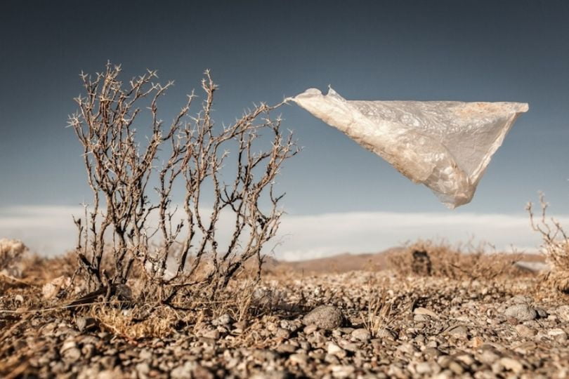 Plastic tree, Bolivia Photograph: Eduardo Leal/Courtesy of Atkins CIWEM Environmental Photographer of the Year