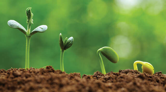 eazy_grow_lights_Plantsgrowinginstages_RGB_Web