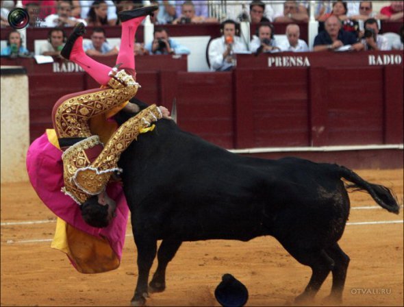 Быки атакуют (24 фото)