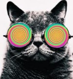 gato