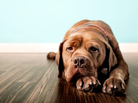 ghk-pet-depression-4-de