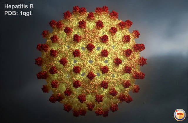 Adeno-Associated virus (AAV) capsid (3D data 2qa0 from http://www.rcsb.org). The single stranded DNA genome inside the capsid is not visible here. The virus is a small, replication-defective, nonenveloped virus. AAV infects humans and some other primates.AAV is not currently known to cause any disease and this lack of pathogenicity has attracted considerable interest from gene therapy researchers together with a other features: AAV can infect non-dividing cells and can stably integrate into human chromosome 19 at a specific site which makes this virus more predictable and a better choice than retroviruses for gene therapy since retroviruses present the threat of random insertion and mutagenesis, which can be followed by cancer. However, removal of the "rep" and "cap" portions of the AAV genome helped create AAV vectors for gene therapy that lack integrative capacity. Selected genes for gene therapy can be inserted in to the AAV vector between the inverted terminal repeats (ITR). AAV DNA is lost through cell division, since the episomal DNA is not replicated along with the host cell DNA. Clinical trials: AAV vectors have been used for treatment of cystic fibrosis and hemophilia B, Parkinson's disease, muscular dystrophy, Arthritis and Alzheimer's disease. The capsid contains 60 proteins. View is along the 2-fold icosahedral symmetry axis. Individual, small spheres are atoms making up the proteins. Hydrogen atoms are not shown.