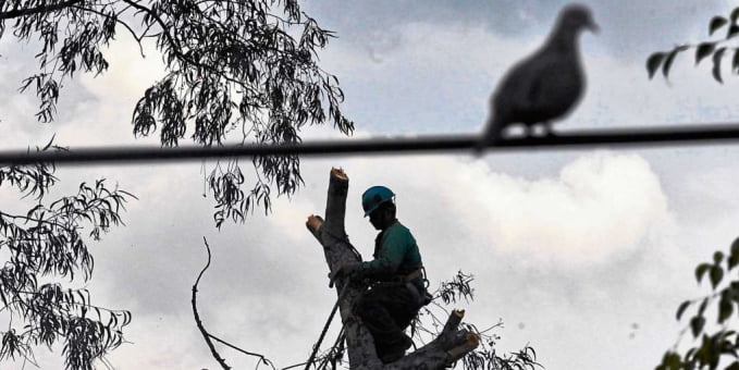 No todos los árboles afectados mueren. Hay afectaciones parciales que no implican el fallecimiento del cuerpo arbóreo. Medellin es una de las ciudades del mundo que menos zonas verdes tiene