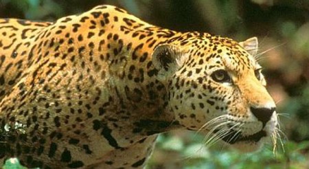 jaguar