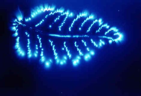 kirlian23-Leaf