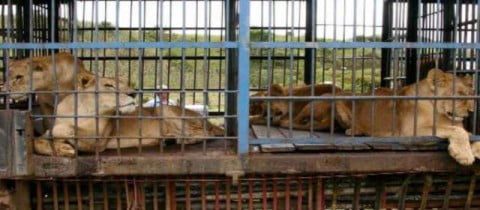 leones-circo-640x280-08032011