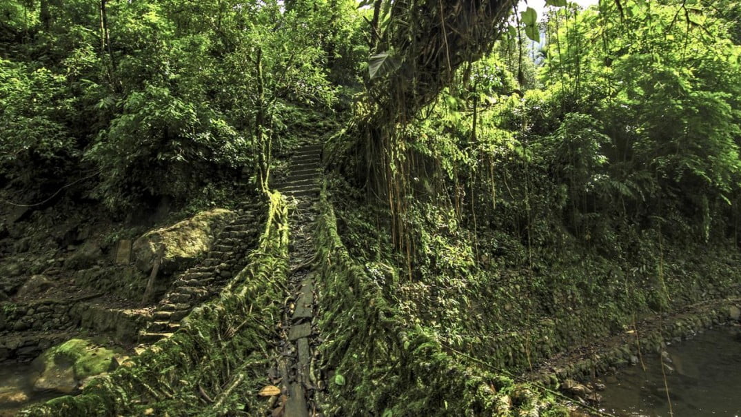 11.	There may not be any ambitious new bridges that are being built now because of modernization and availability of easier but not necessarily better alternatives. However, we can take comfort in the fact that the old bridges will only grow stronger with time. They will hopefully thrive for centuries preserving a unique feat of bioengineering and serving as reminder of a harmonious way of living with nature.