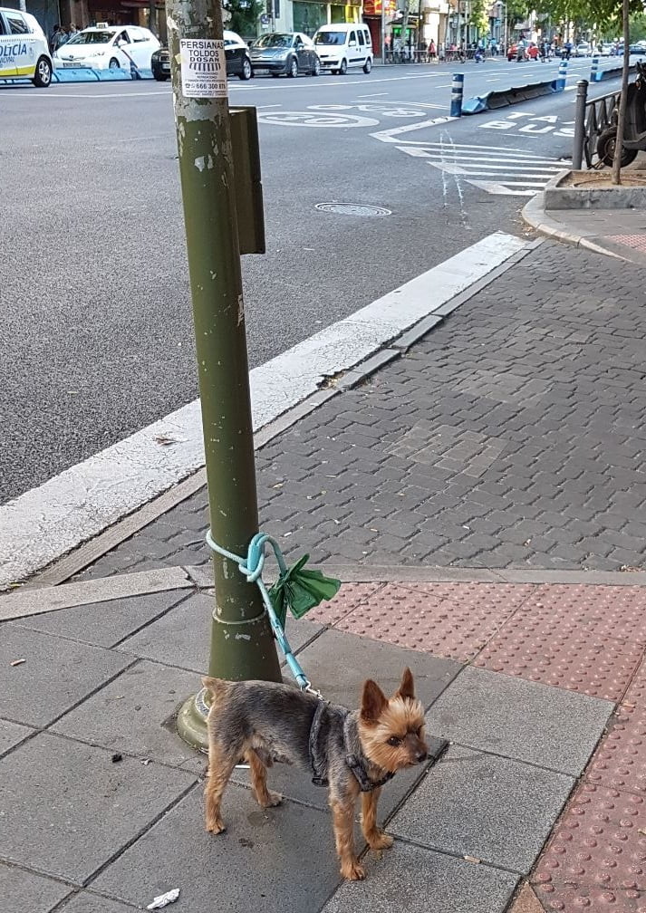 perrito