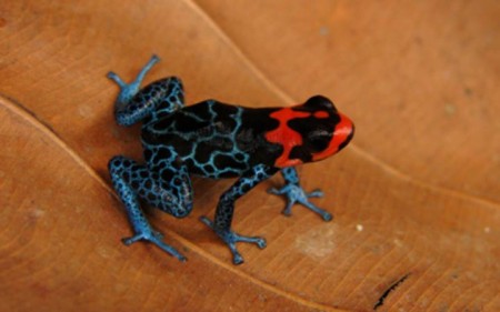 rana