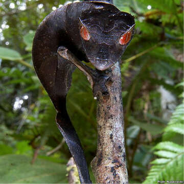 En fotos: animales raros en peligro de extinción