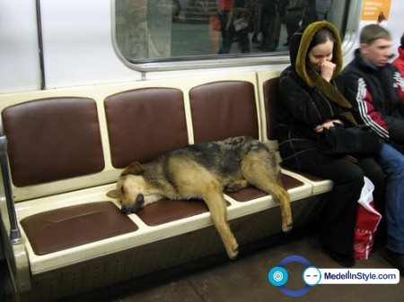 russian-dog3