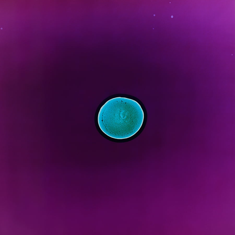 All You Can Feel: Images of Recreational Drugs Exposed to Film Negatives by Sarah Schoenfeld macro drugs 