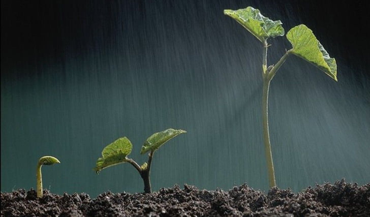 small-plants-growing-1-ia4mu09igm-1024x768