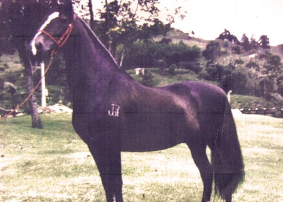 tupac_amaru_caballo